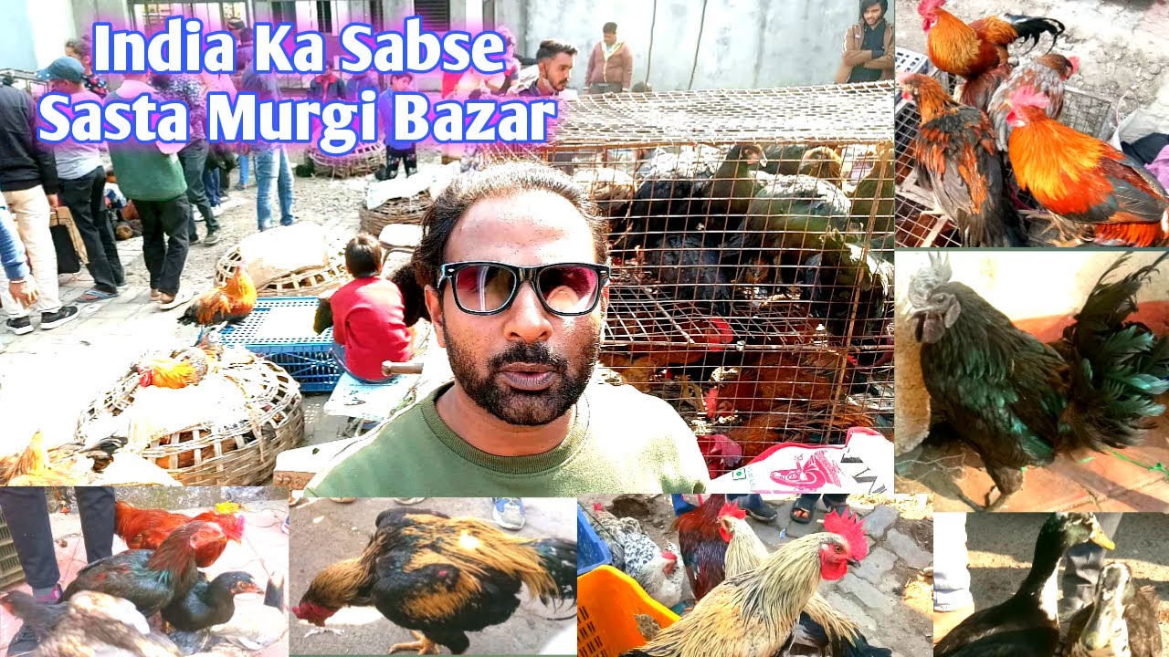 Murgi Bazar Indore | 250रु से शुरु मुर्गा बाज़ार | Roosters Market|Cheap Indian Rooaters-Hens Market