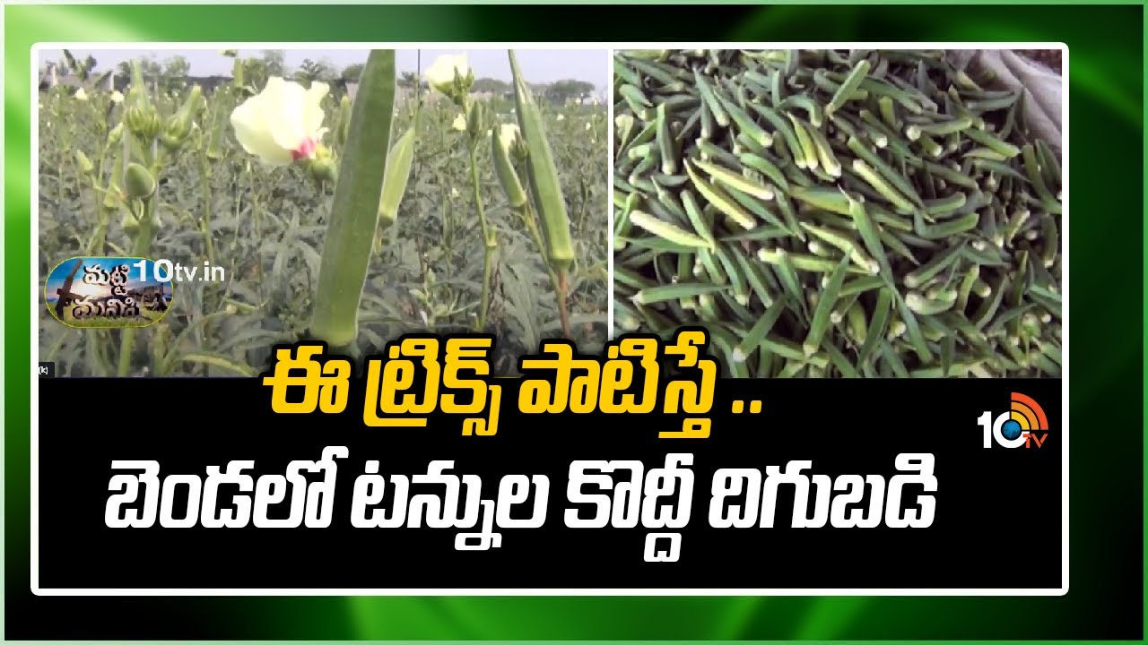 ఈ ట్రిక్స్ పాటిస్తే .. బెండలో టన్నుల కొద్దీ దిగుబడి | Lady Finger Cultivation | Matti Manishi | 10TV