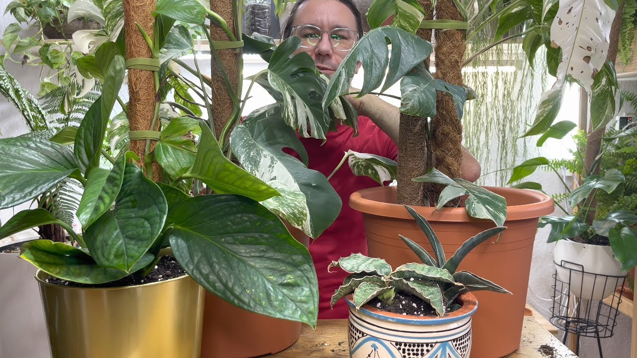 MONSTERY SANSEWERIE I EPIPREMNUM VARIEGATA #roślinydomowe #rośliny #philodendron #anthurium 🌺🌺