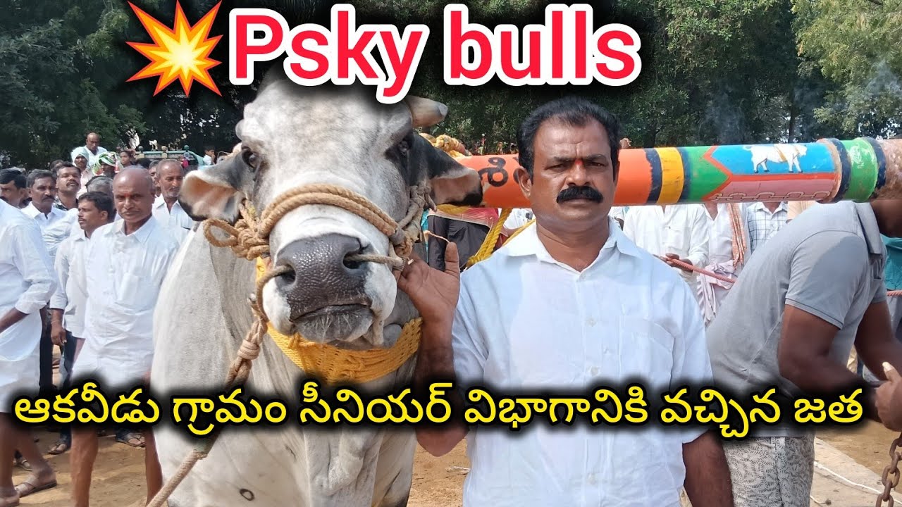 💥ఆకవీడు గ్రామం సీనియర్ విభాగానికి వచ్చిన psky bulls పెరుమాళ్ళ శివకృష్ణయాదవ్ గారి గిత్తలు