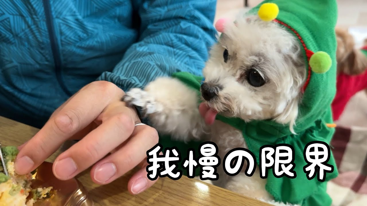 ケーキを見たらよだれが止まらない、メイとララのクリスマス