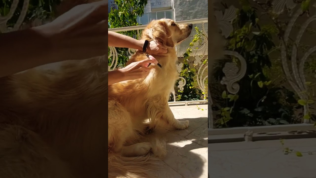 goldenretriever deshedding🤯🤯