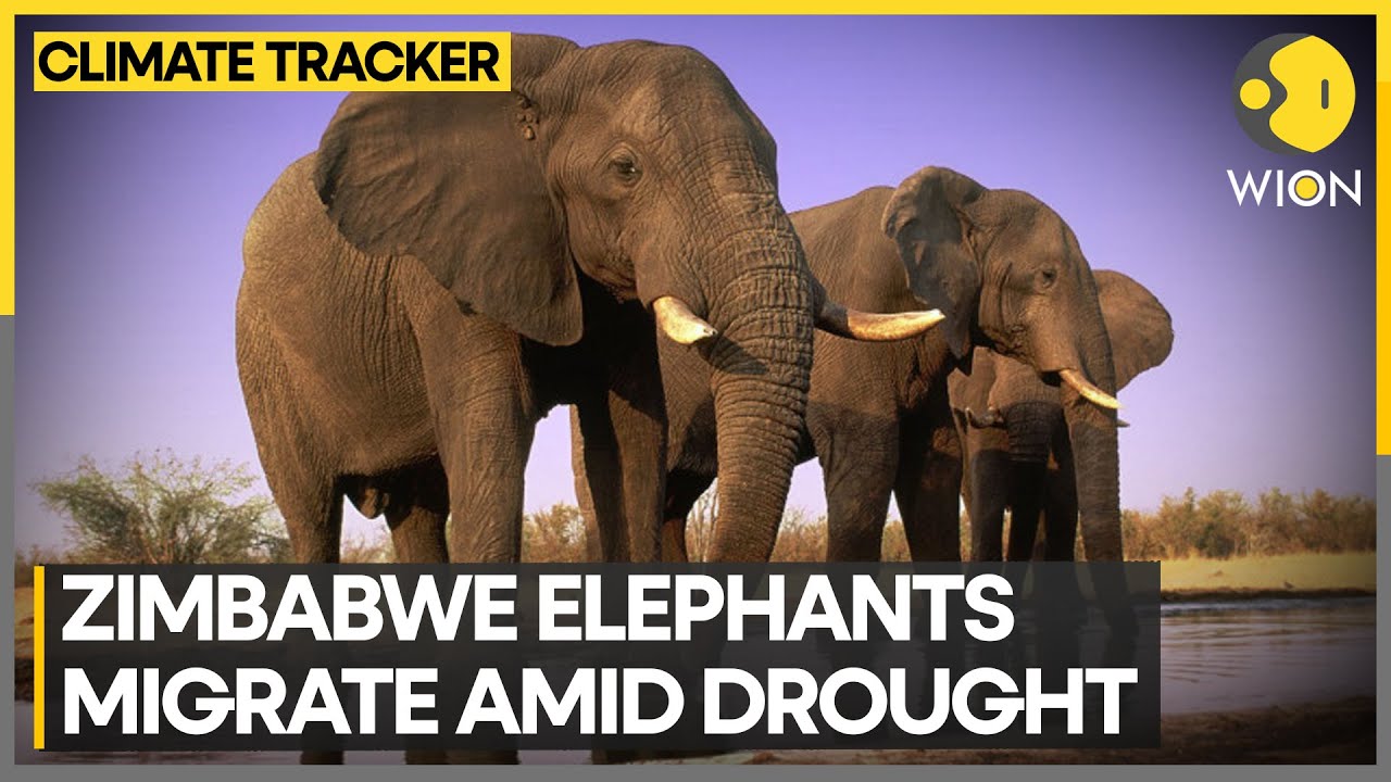 Zimbabwe's biggest elephant migration since 2019 | WION Climate Tracker