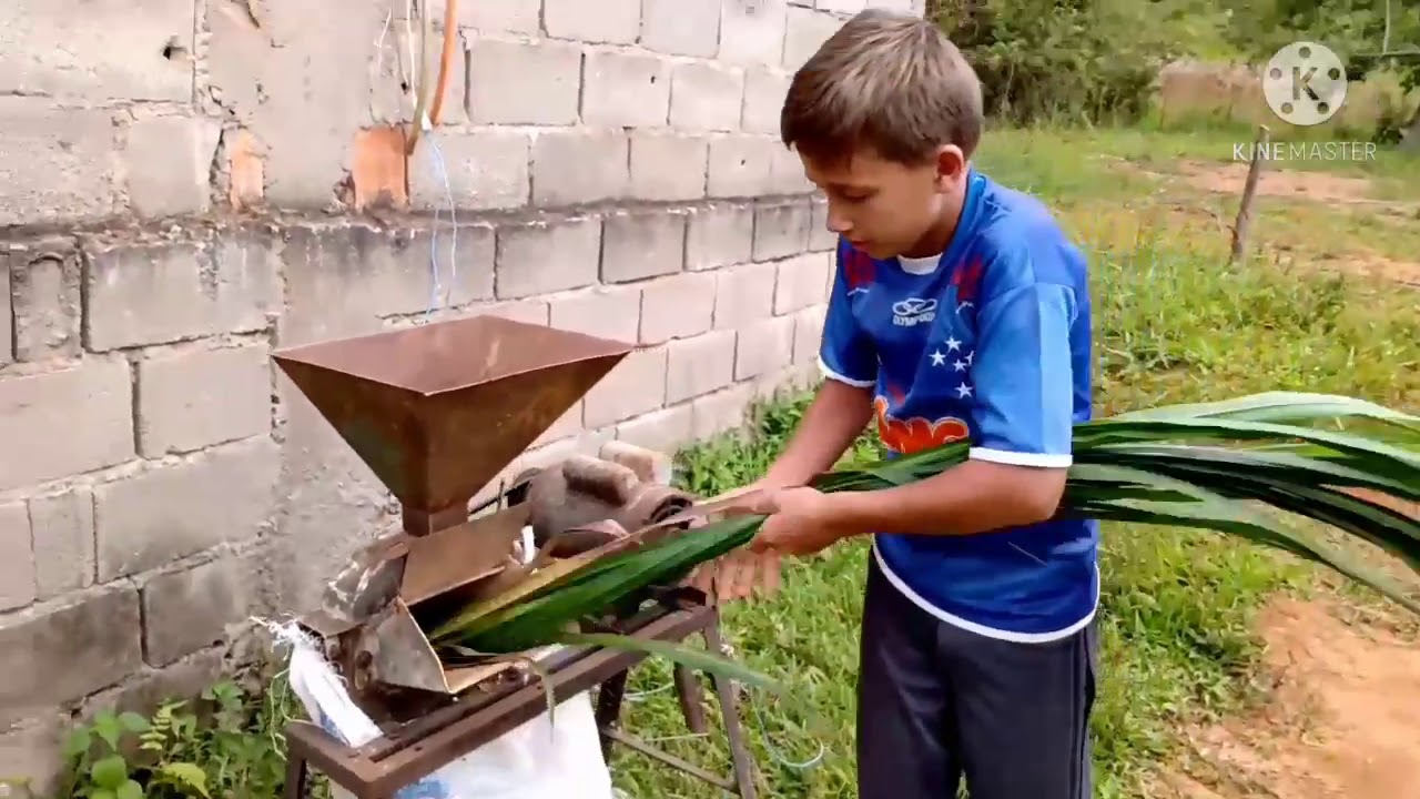 Cortando o melhor capim,Para tratar das   criações,Brs capiaçu...