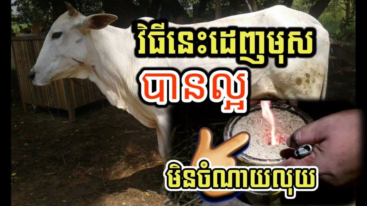 វិធីការពារគោ ពីមូស ដោយមិនចំណាយលុយ /How to protect cows from mosquitoes without spending money