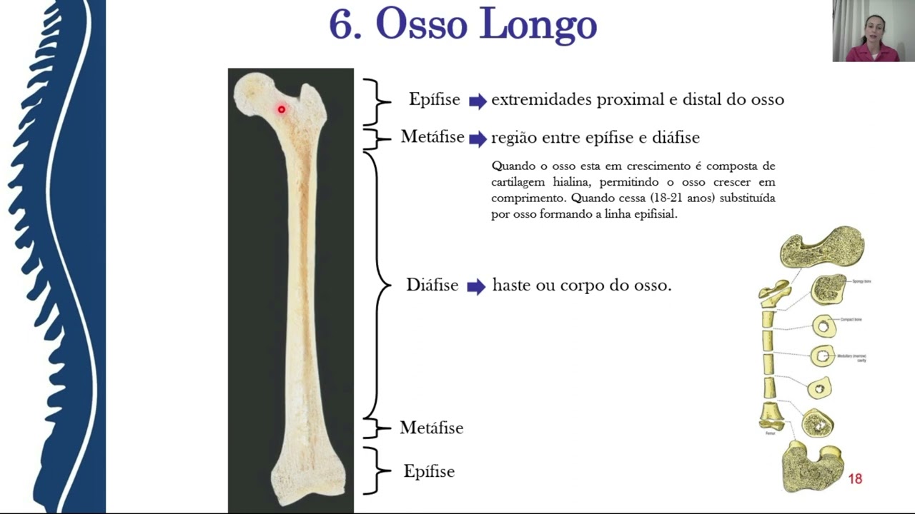 Sistema Esquelético   Parte 2