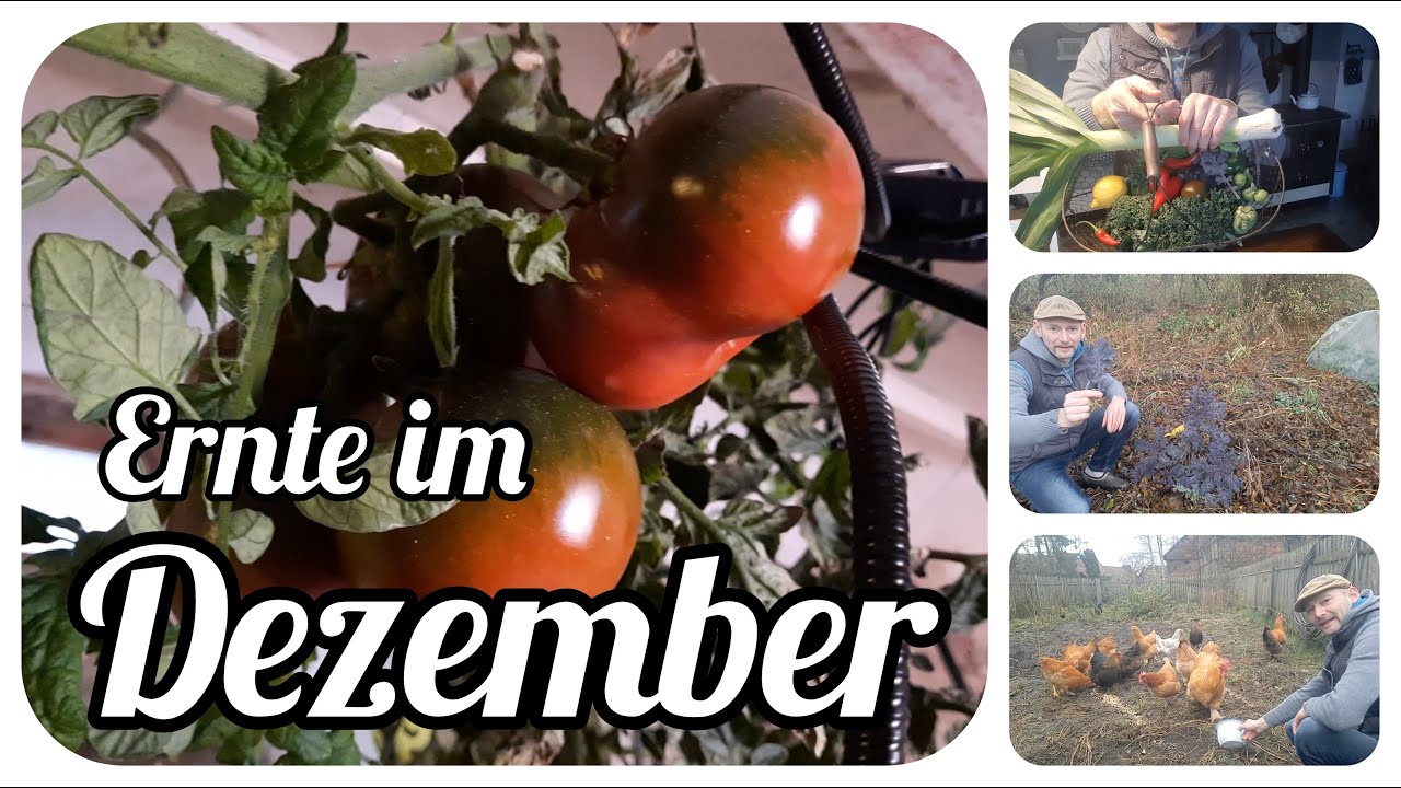 Ernte im Dezember, Tomaten, Paprika, Grünkohl, Rosenkohl und vieles mehr