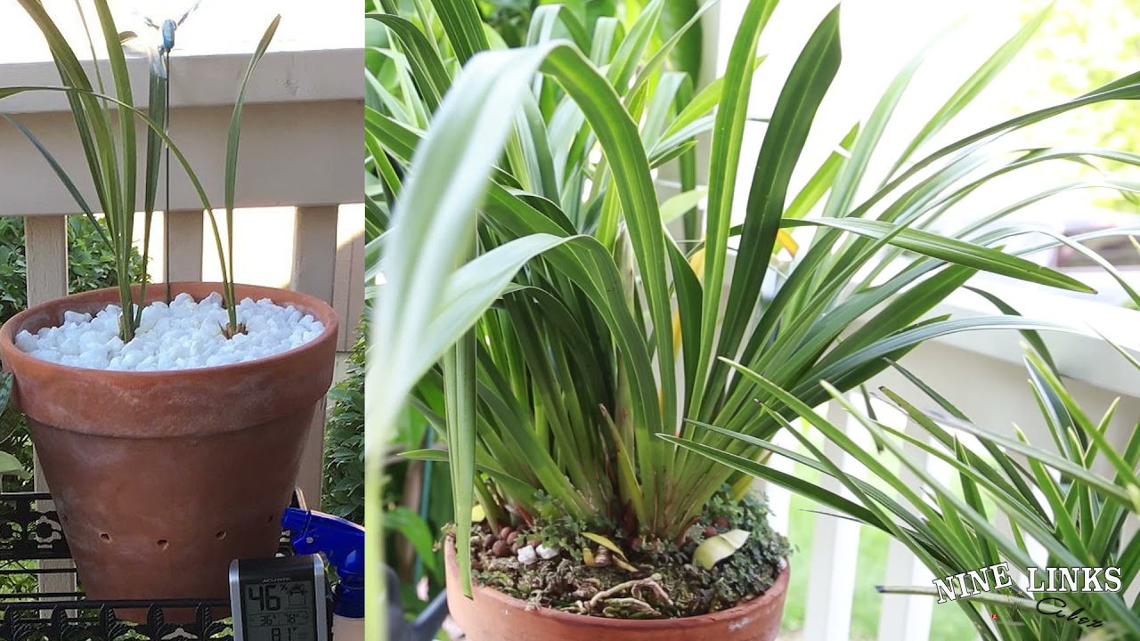 Cymbidium Ruby Chen sent out 3 flower spikes and 1 leaf spike.