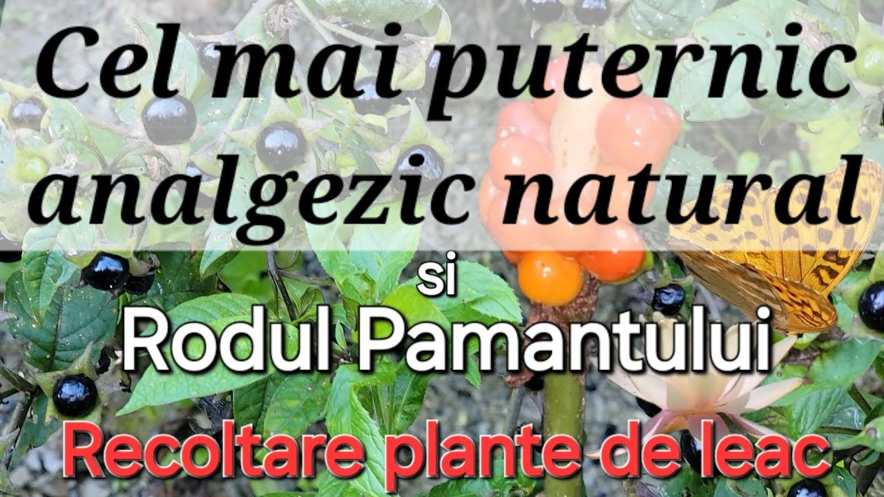 Самое мощное натуральное обезболивающее / Фрукт земли / Матрагуна
