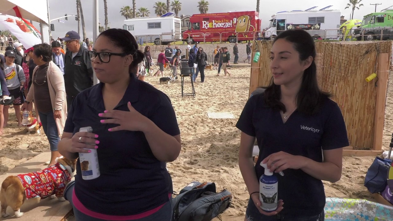 Corgi Beach Day Live Facebook Stream