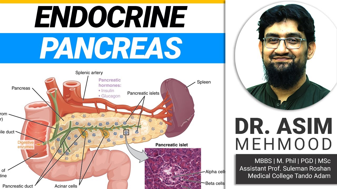 Endocrinology | Biology of Endocrine Pancreas | Hindi / Urdu