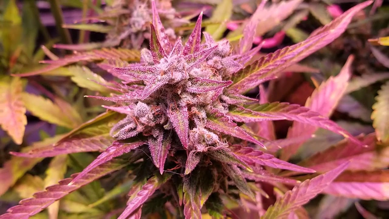 Day 74 autoflower update   harvesting Brooklin Sunrise by Dutch Passion