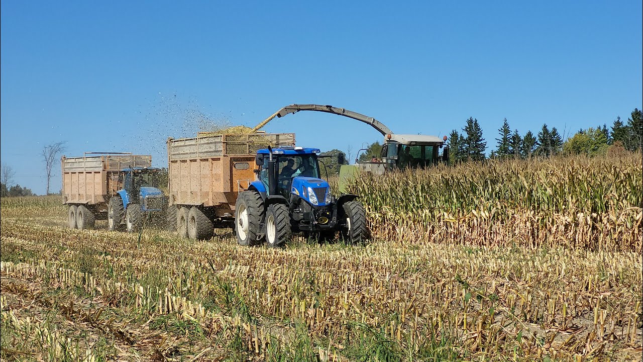 Chopping our corn silage