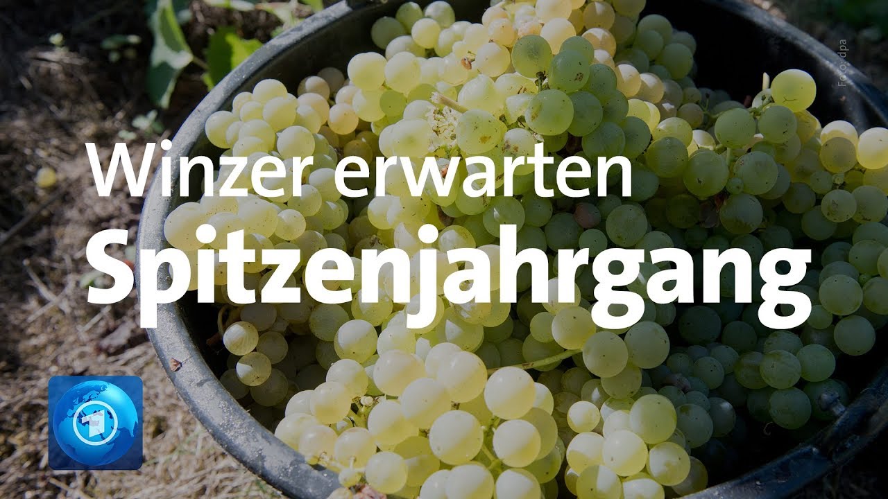 Weinlese: Winzer erwarten Spitzenjahrgang