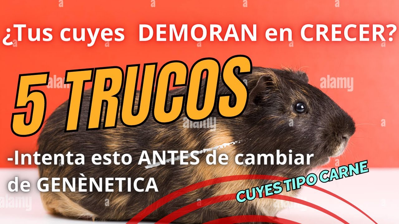 &iquest;Tus cuyes DEMORAN en CRECER, ganas poco DINERO? - Intenta esto ANTES de cambiar de GEN&Egrave;TICA