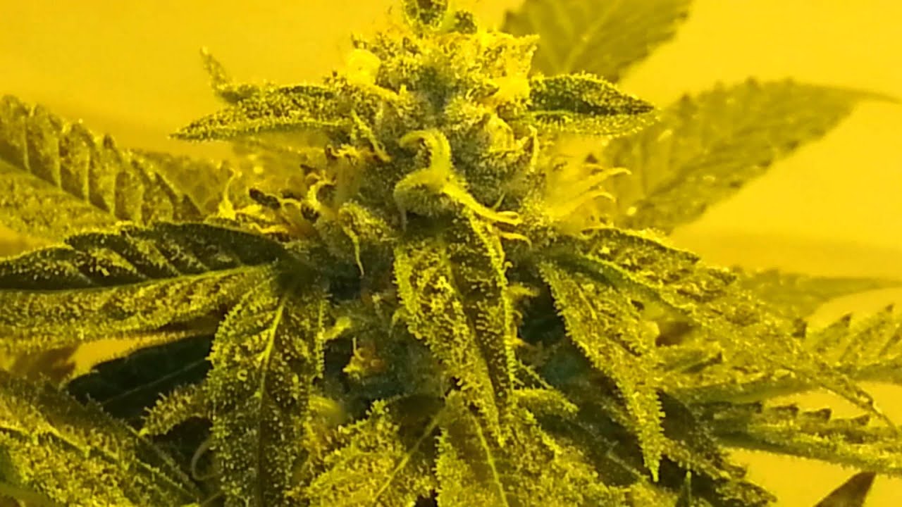 Day 42 flowering