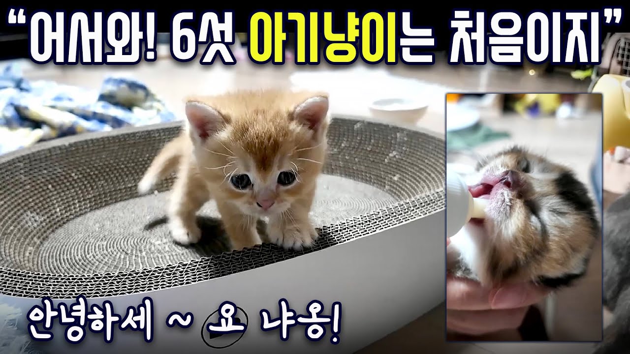어서와! 여섯 아기냥이는 처음이지! 집사와 아늑이 활동 분투기    #고양이