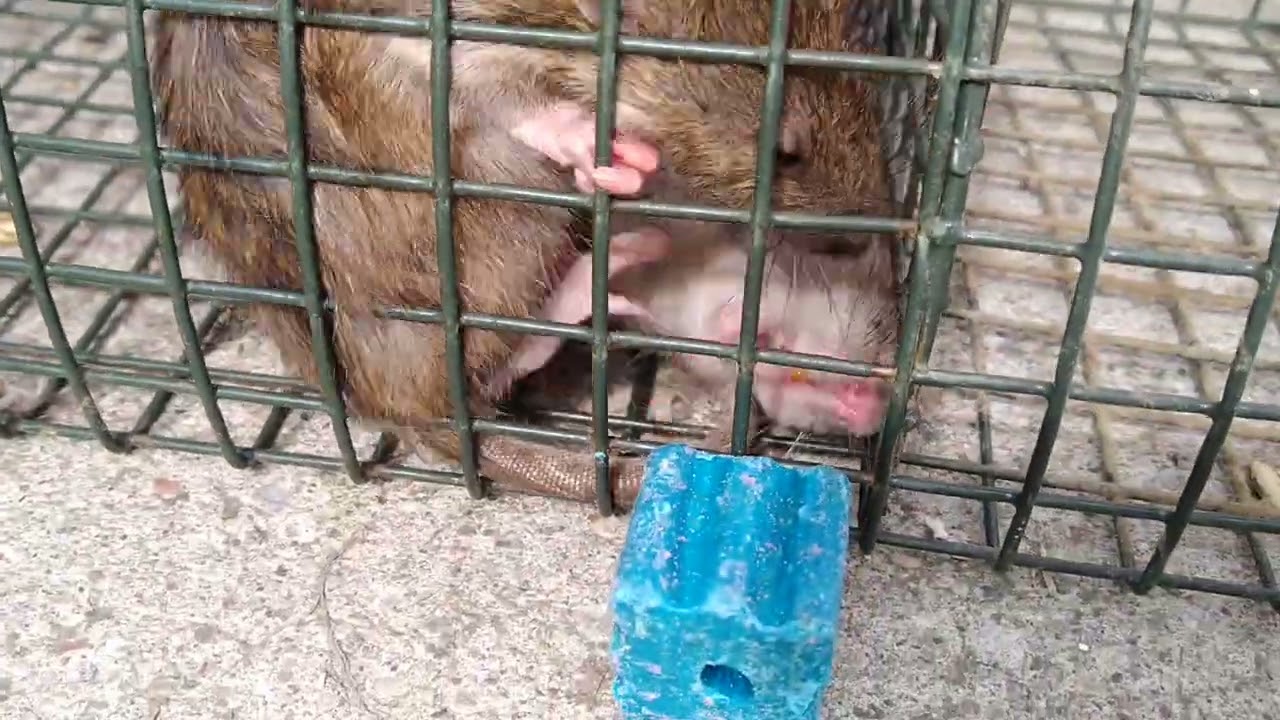 KRISOFF deratyzacja - test środk&oacute;w na gryzonie przed rozpoczęciem zwalczania szczur&oacute;w