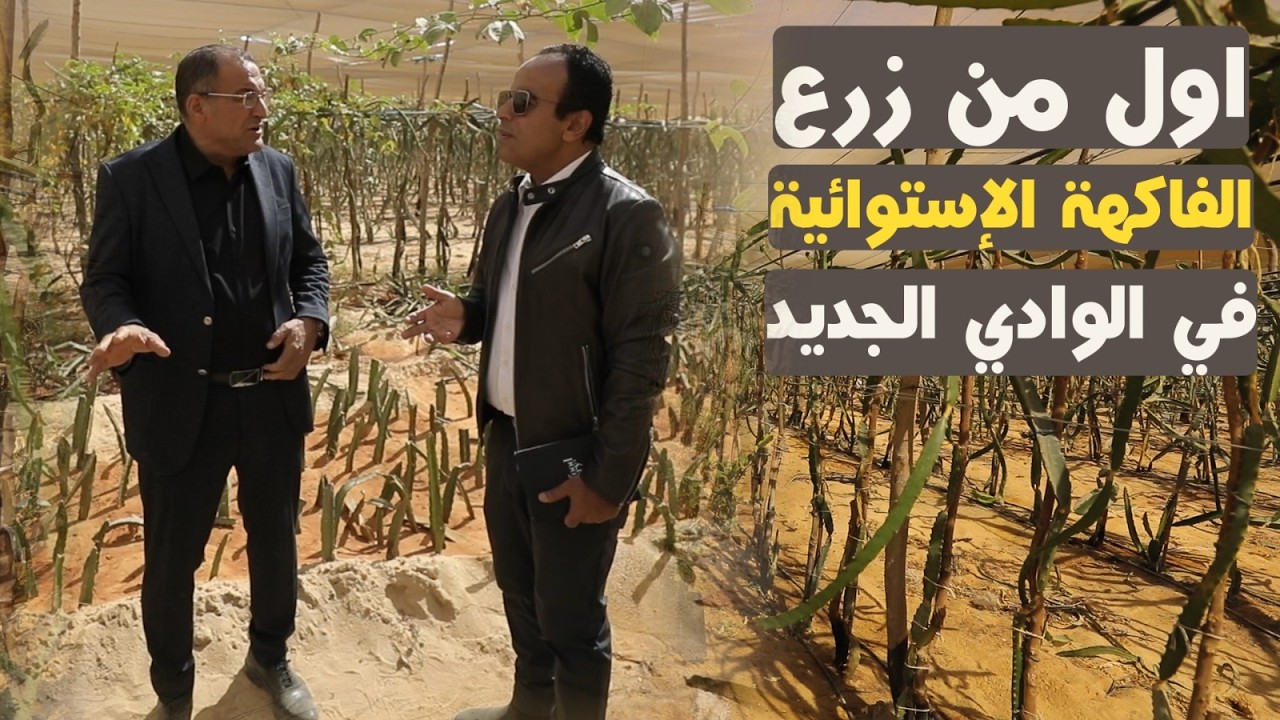 الدكتور أحمد راجح أول من زرع الفاكهة الإستوائية في الوادي الجديد.. دراجون وباشون فروت