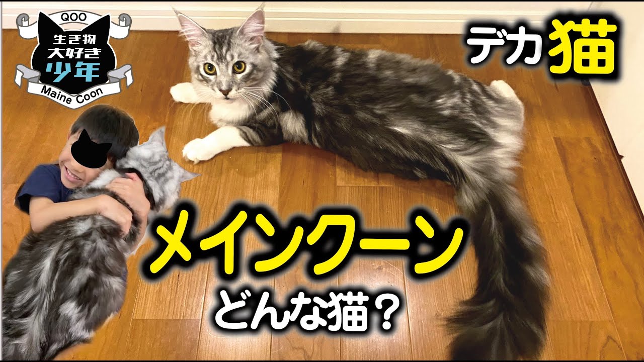 【メインクーン大型猫】大きさ／飼い方／去勢／性格／どんな猫？Maine Coon cat