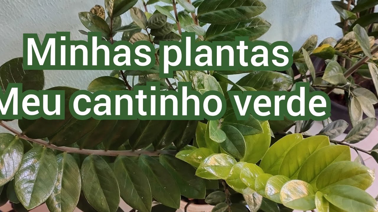 Plantas  que cultivo na  varanda 🌿🌿🌿🌿💚.Meu cantinho Verde