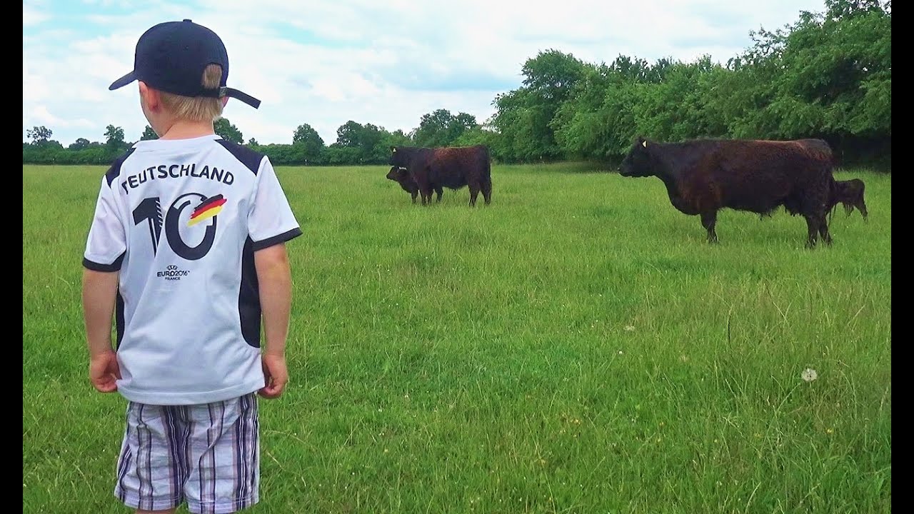 Galloways und Hoffest auf dem Haidhof in Emkendorf!