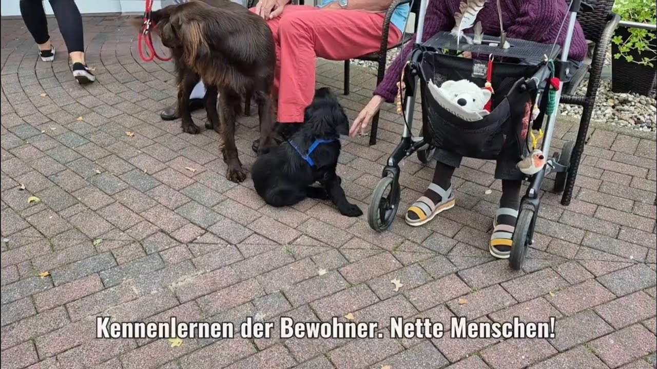 Knut – Ein Flatcoated Retriever Welpe macht ein Praktikum im Pflegeheim Haus Billetal 