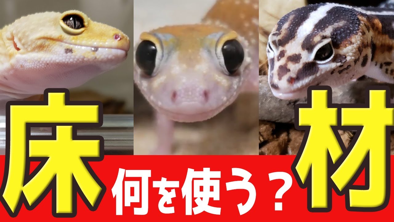 床材比較！レオパ・ニシアフ・ミリィ等地表性ヤモリの床材を紹介します
