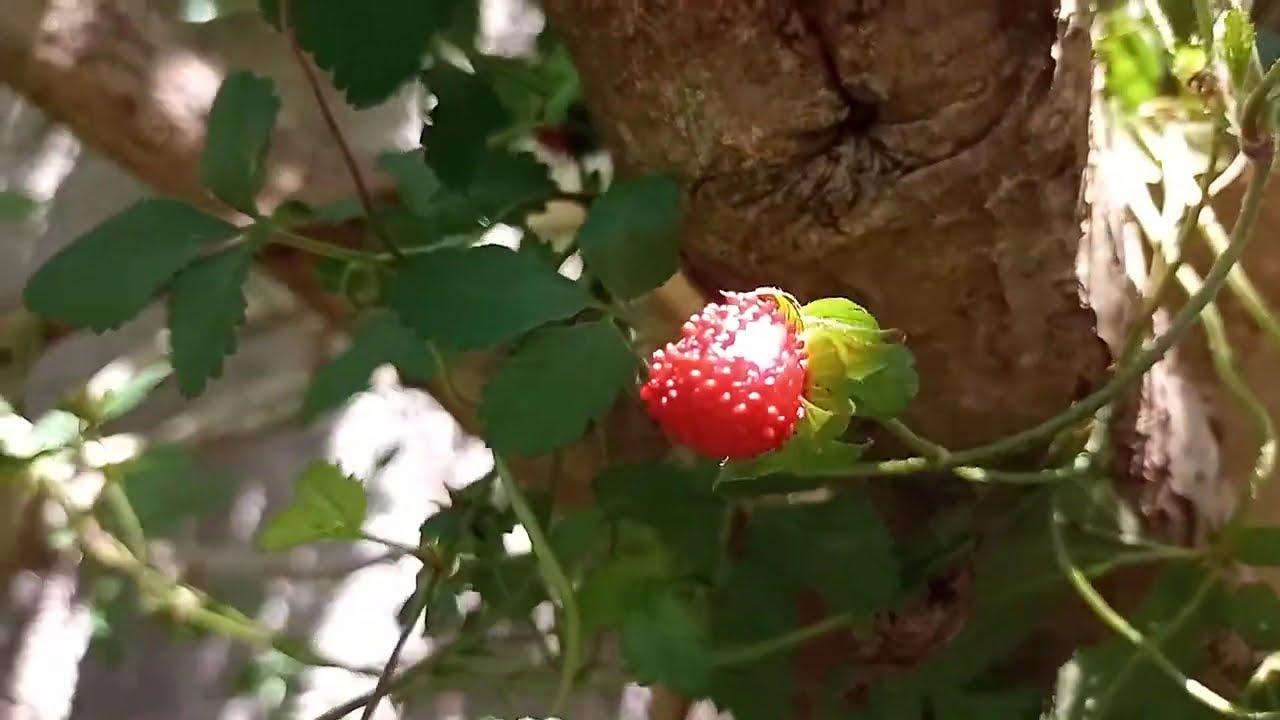  FLOR AMARELA que morango é esse????SERVE PRA QUE???????