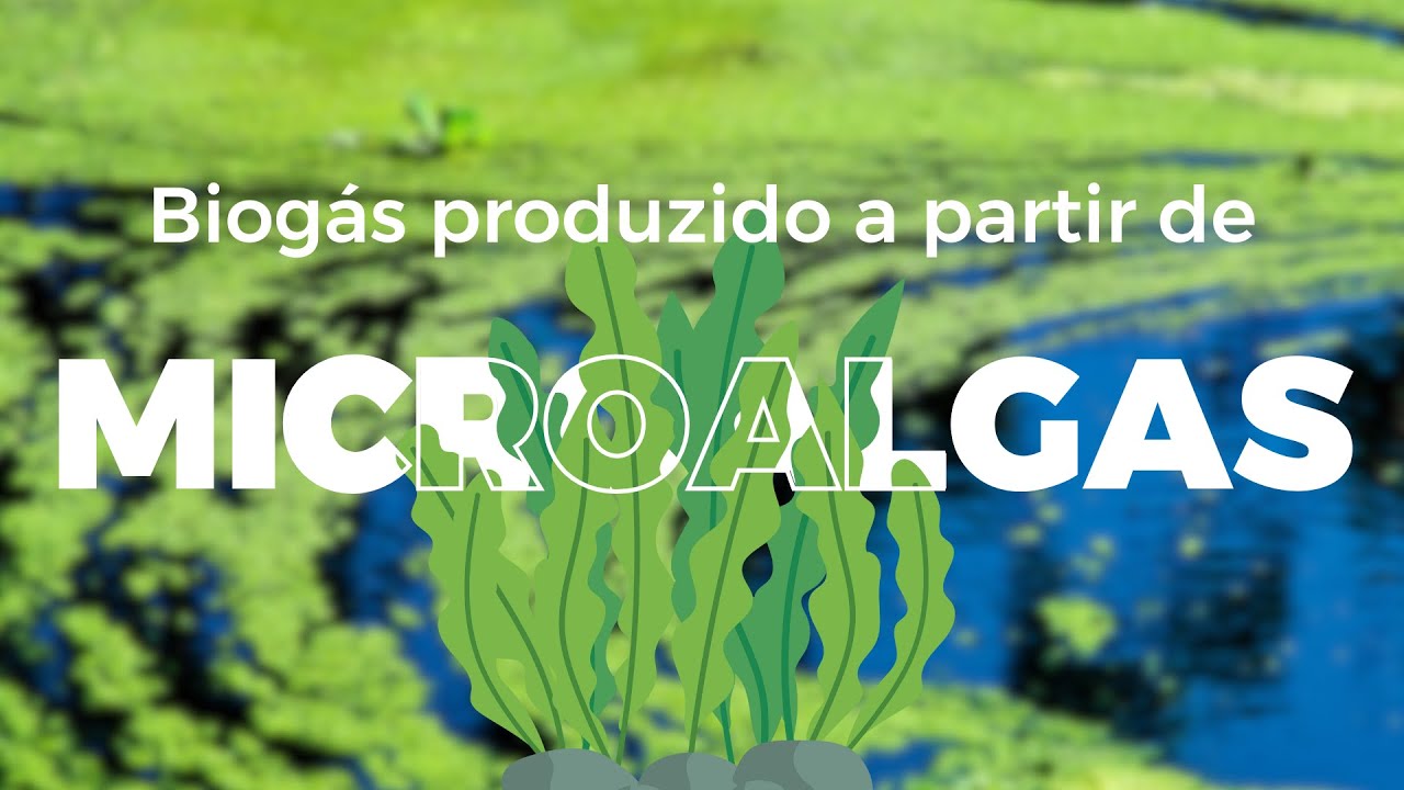 Como funciona o biogás produzido a partir de microalgas