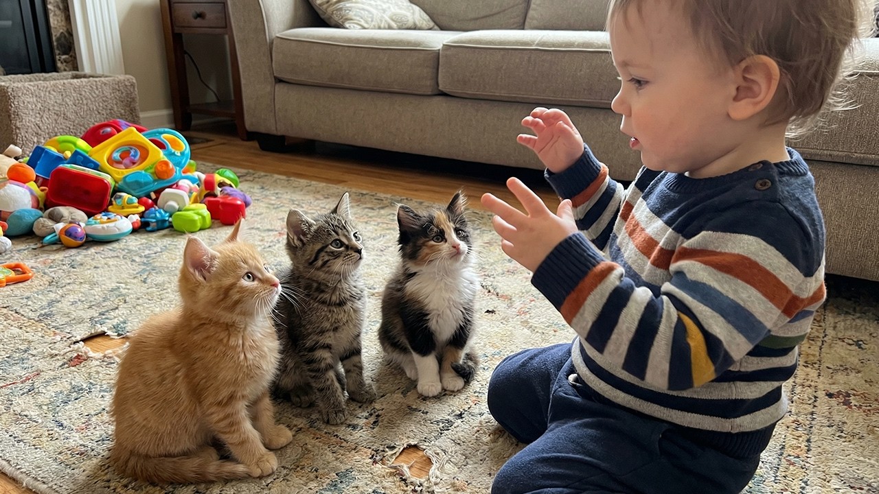 These Kittens Think the Baby Is Their Leader 😻👶