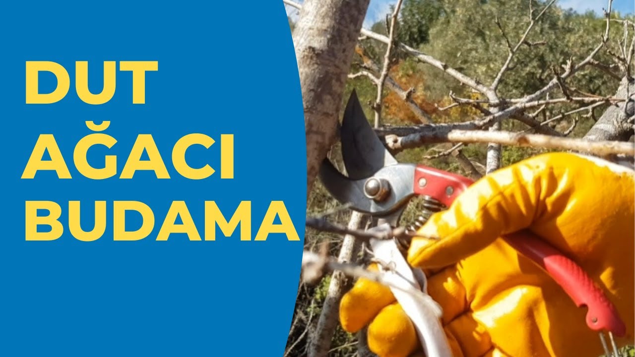 Dut Ağacı Budama