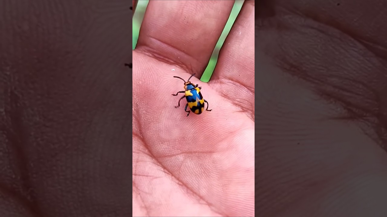Asian beetles you've never seen#beetle#insects#anyuniqueanimals#nature#wildlife🐞🪲🐛