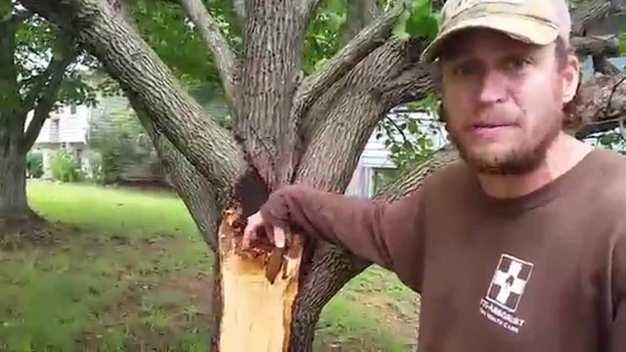 Why do bradford pear trees split?