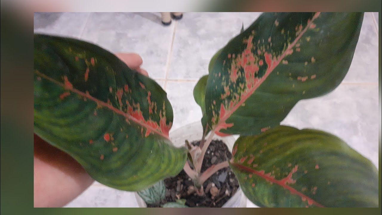 MINHAS MENINAS ESTÃO RADIANTES#plantas #jardim  
