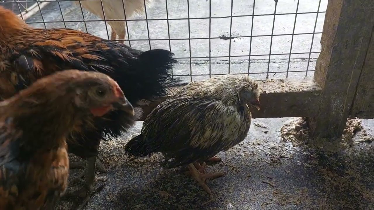 تأثير غزارة الأمطار في المحمية والإجراءات المتخذة(52)