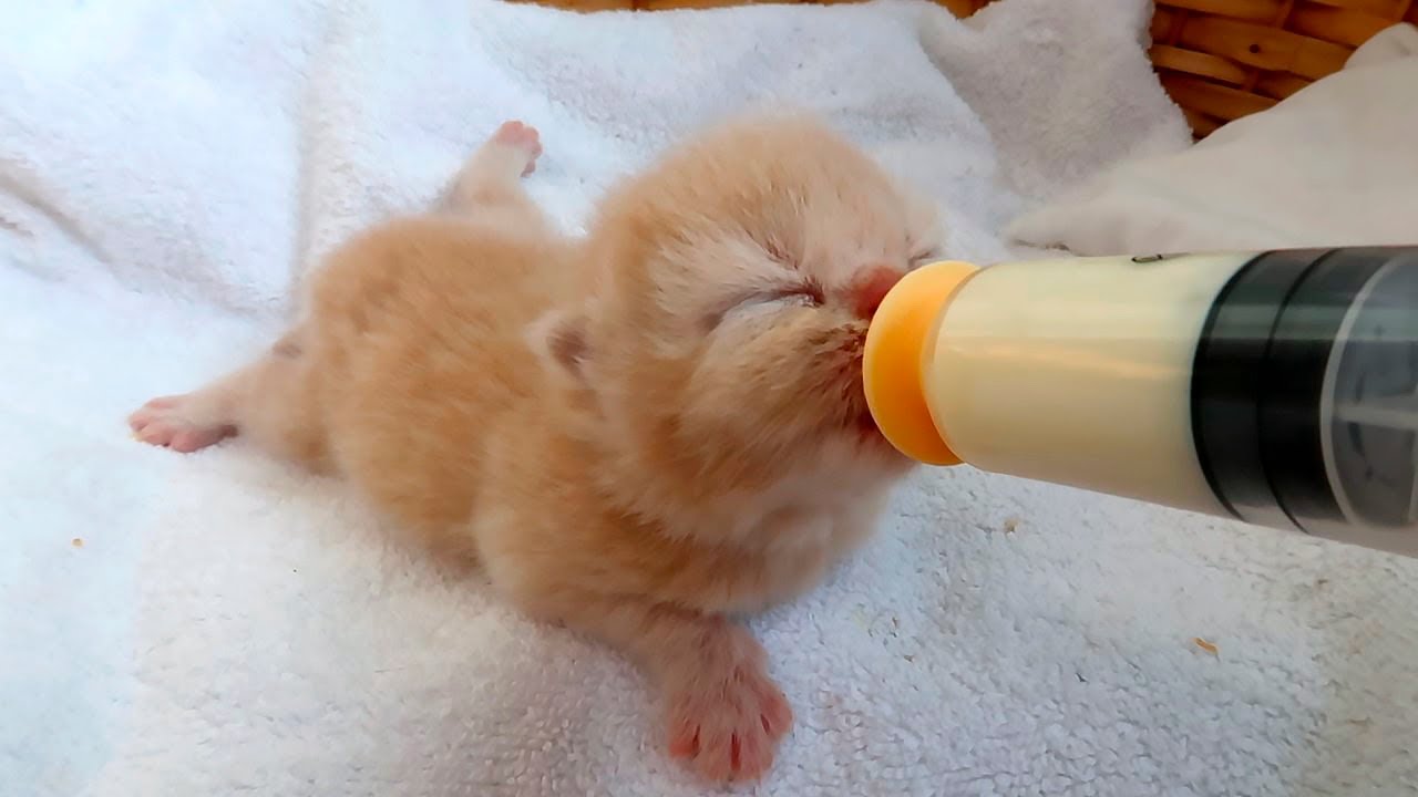 A New Way to Feed My Hungry Kittens! Subtitles