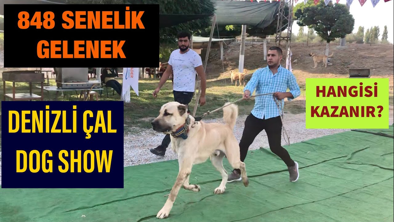 ASLANLAR DENİZLİ’DE YARIŞIYOR 2021 (Türk Çoban Köpekleri Festivali)