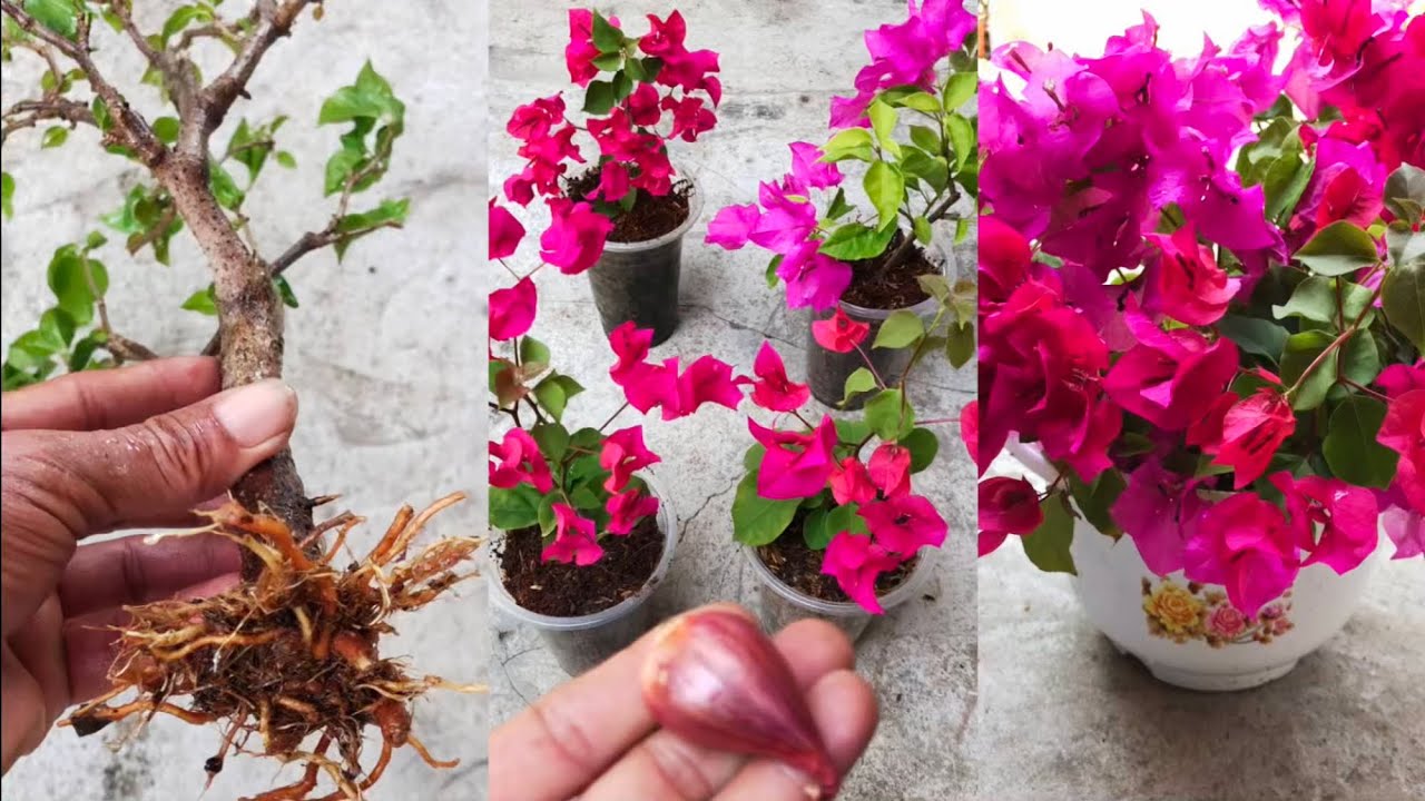 Cách giâm cành hoa giấy ra rễ rất nhanh