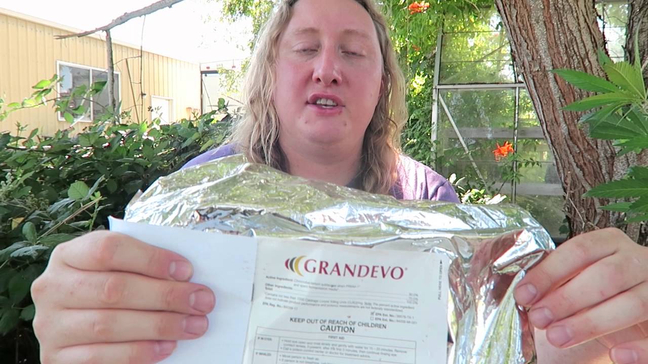 Grow Marijuana: Kill Hemp Russet Mites & Broad Mites on Cannabis