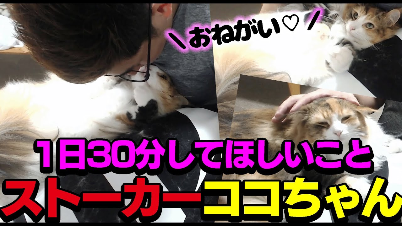 【猫】ストーカー愛猫ココちゃんからお願いをされる関優太【関優太/切り抜き】
