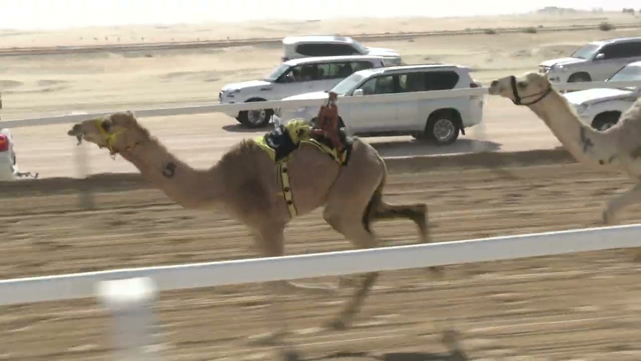 الشوط 4♡ ( شاهين ) للسيد :- مبارك عيسى عمر المنصوري توقيت 1.48.12