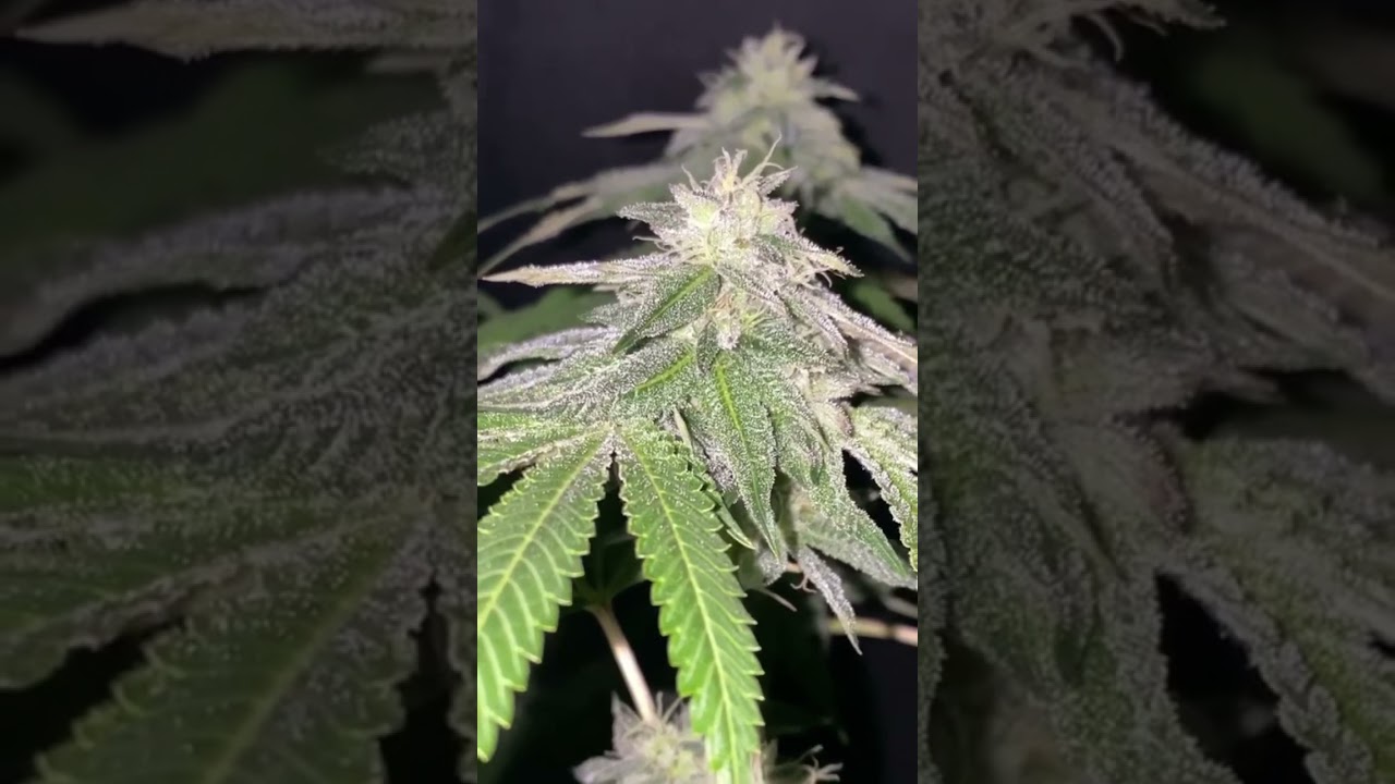#PoweredByStoneTek #SoilGrown #IndoorCannabis