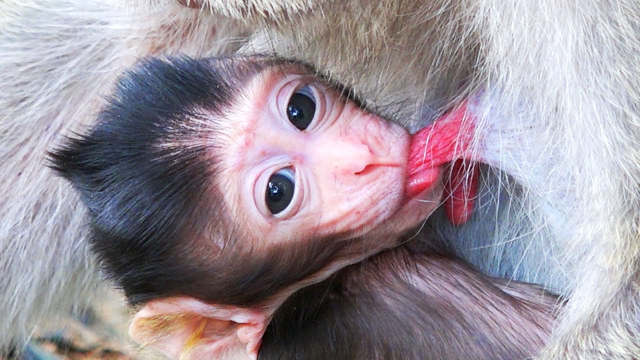 Lucky Newborn Baby Monkey | Kidnapped Newborn Baby Monkey Now Come Back To Mom