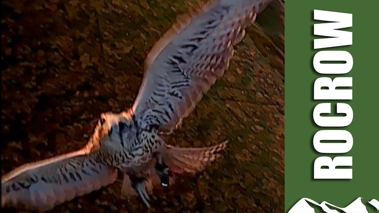 'Rocrow' drone trains birds of prey to hunt