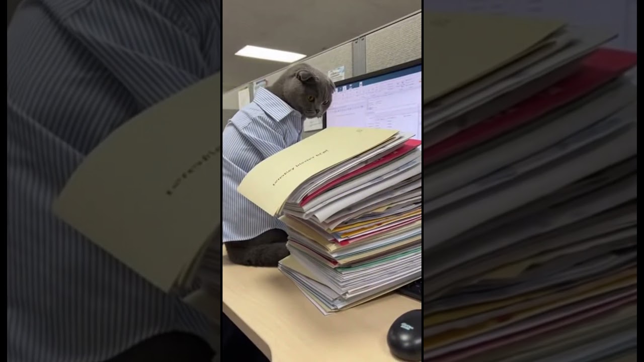 Cat Office Organizer - Purrfect Paper Management! 🐱📂👔✨