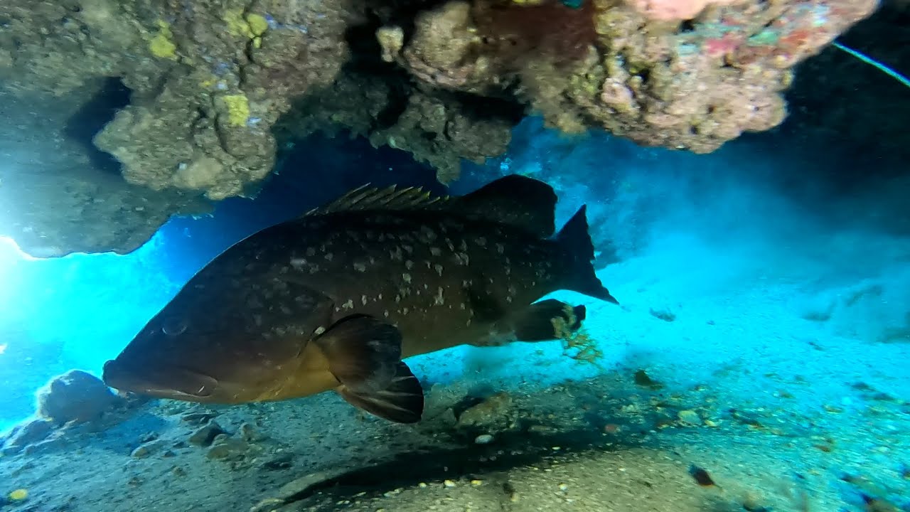 Buceo en La Caleta, el Hierro 27-09-2021