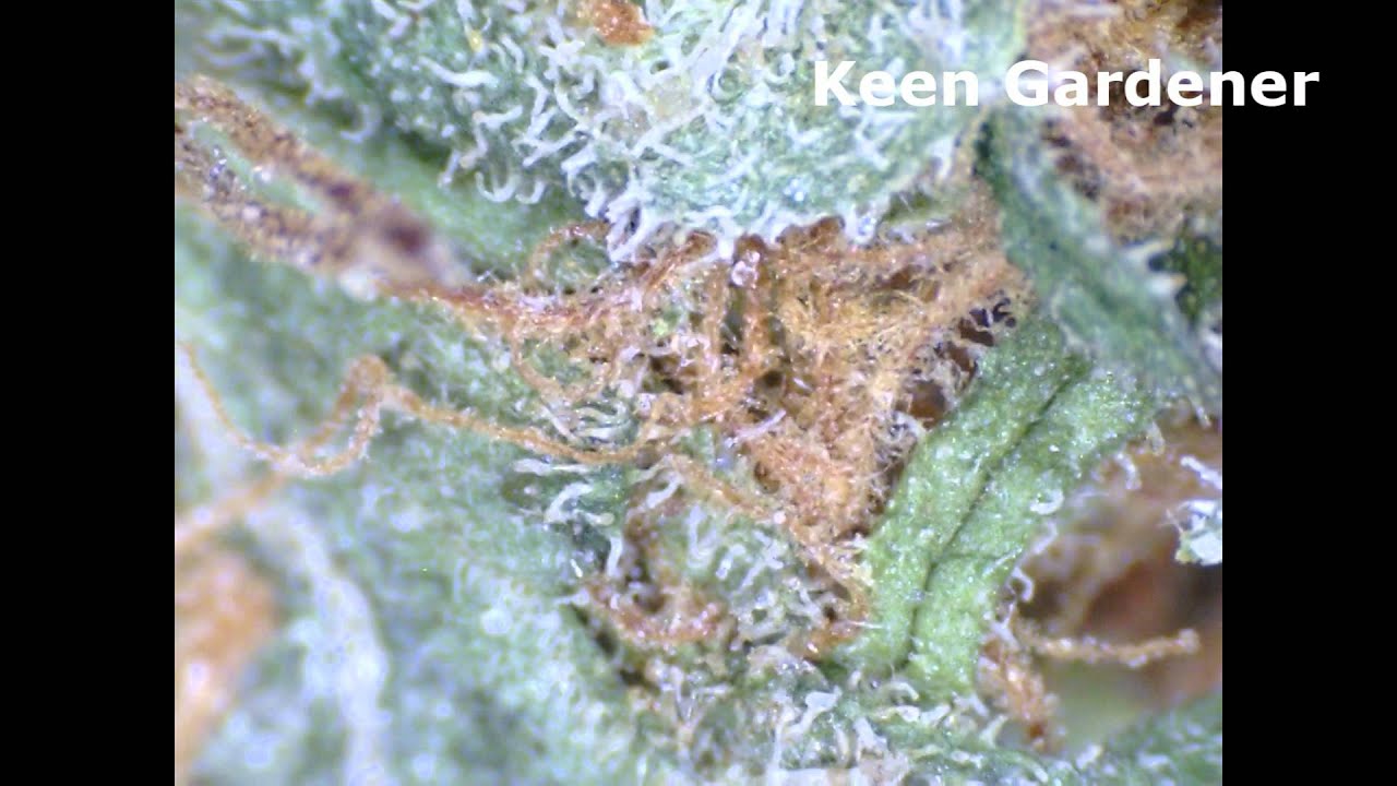 Pineapple Express Marijuana Strains