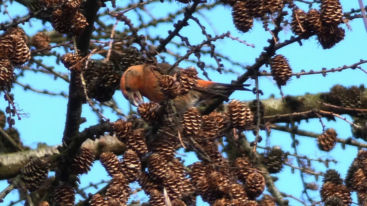 The Common Crossbill and its call