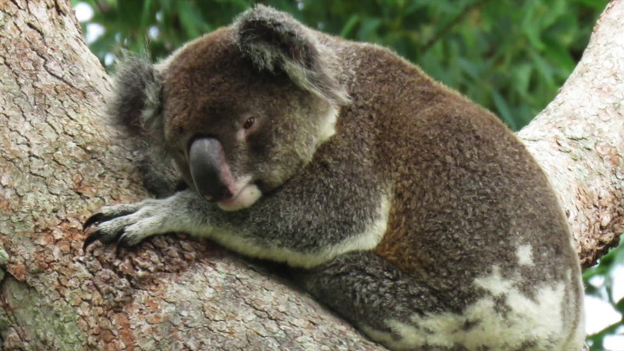 Koala Gardens 2017 - the year that was!